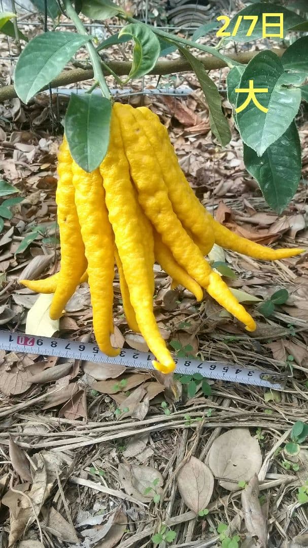 沙織です ☀縁起物飾り仏手柑最終特価 大、中、小 、極小 お任せセット