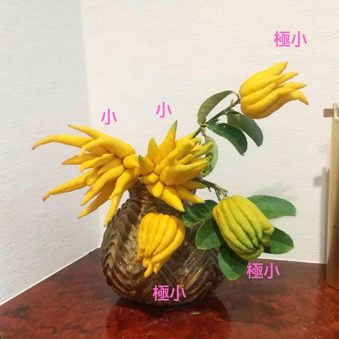 沙織です ☀縁起物飾り仏手柑最終特価 大、中、小 、極小 お任せセット