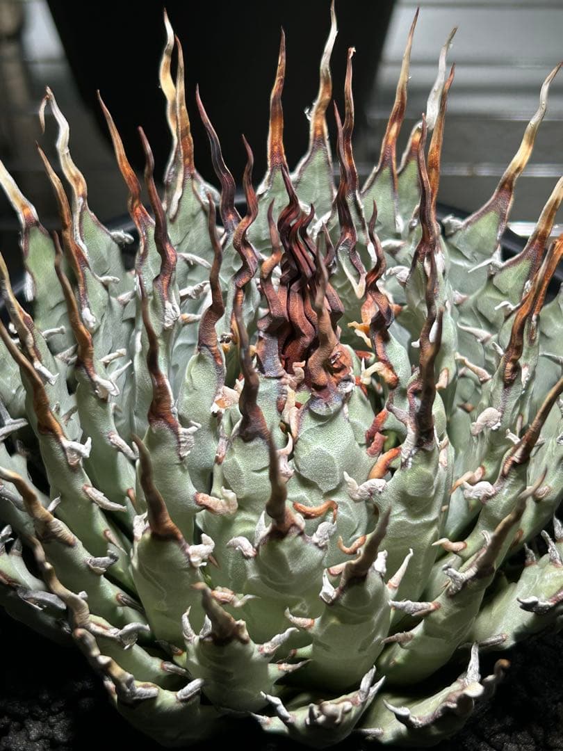 t*g様 Agave utahensis eborispina ユタエンシス 陽