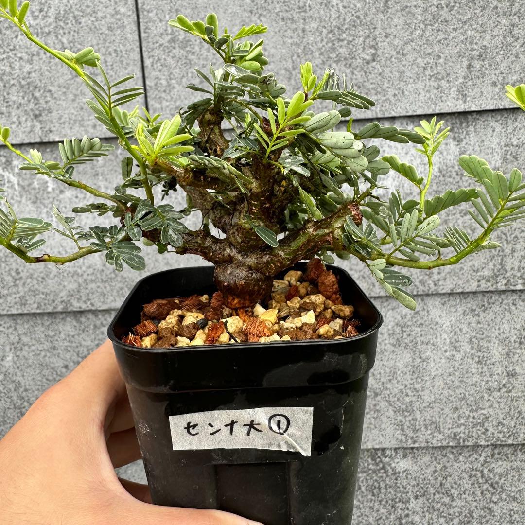 おさおちゃんさん専用センナ・メリディオナリス 厳選優良株大① ぷっくり塊根