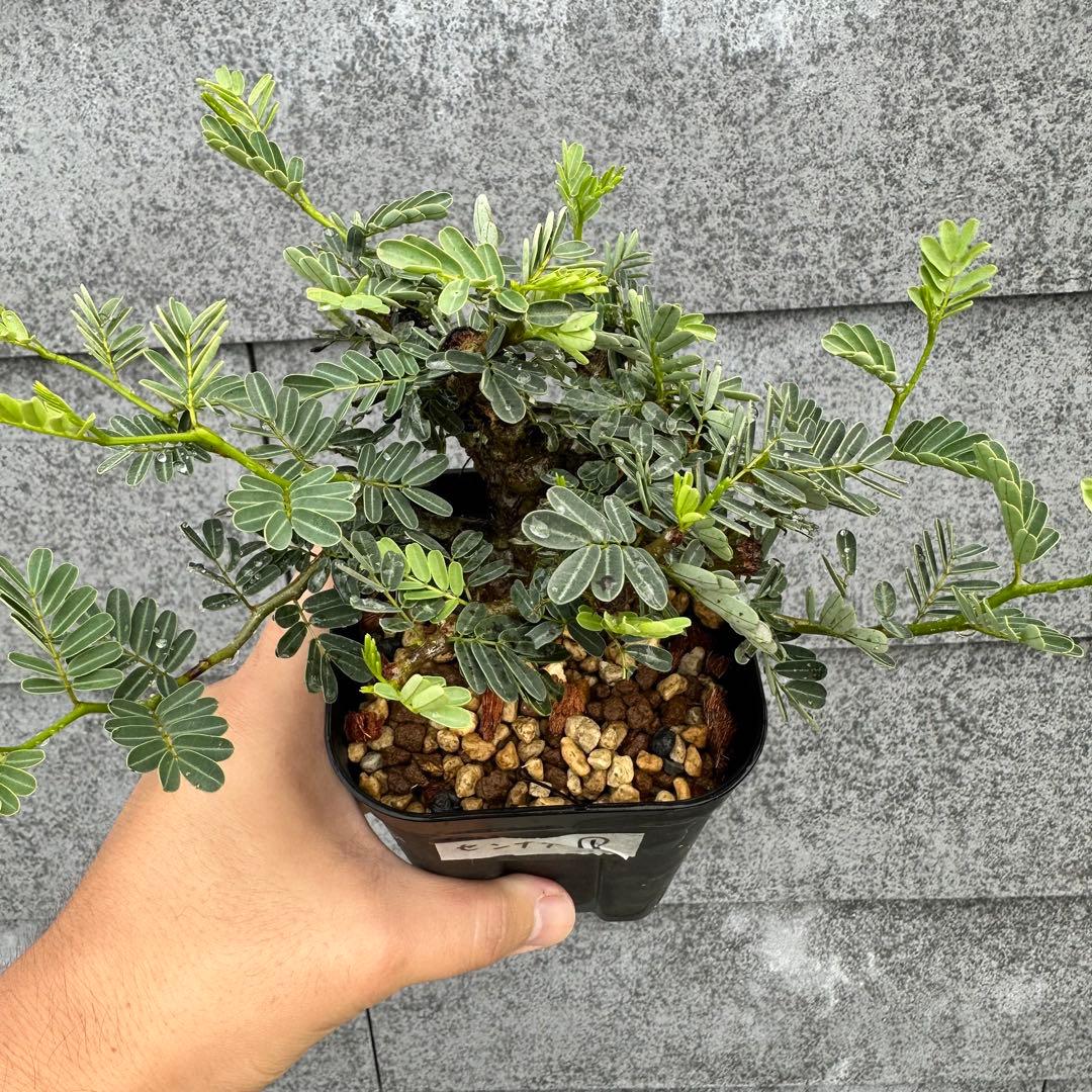 おさおちゃんさん専用センナ・メリディオナリス 厳選優良株大① ぷっくり塊根