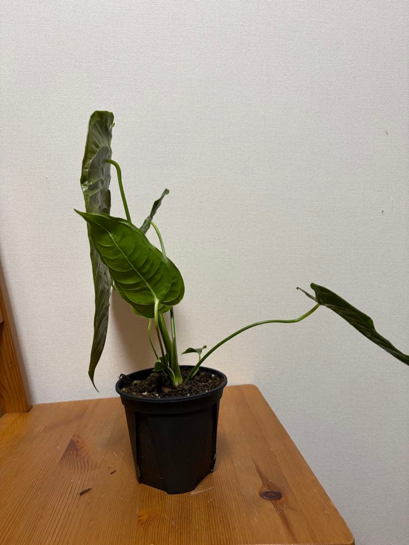 【papa】＊アンスリウム　ベイチー　4号＊2鉢同梱