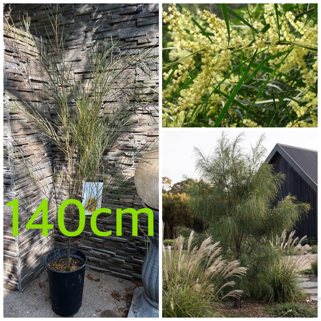 アカシア：フロリブンダ（ホワイトサローワトル・ヤナギバアカシア）140cm苗木