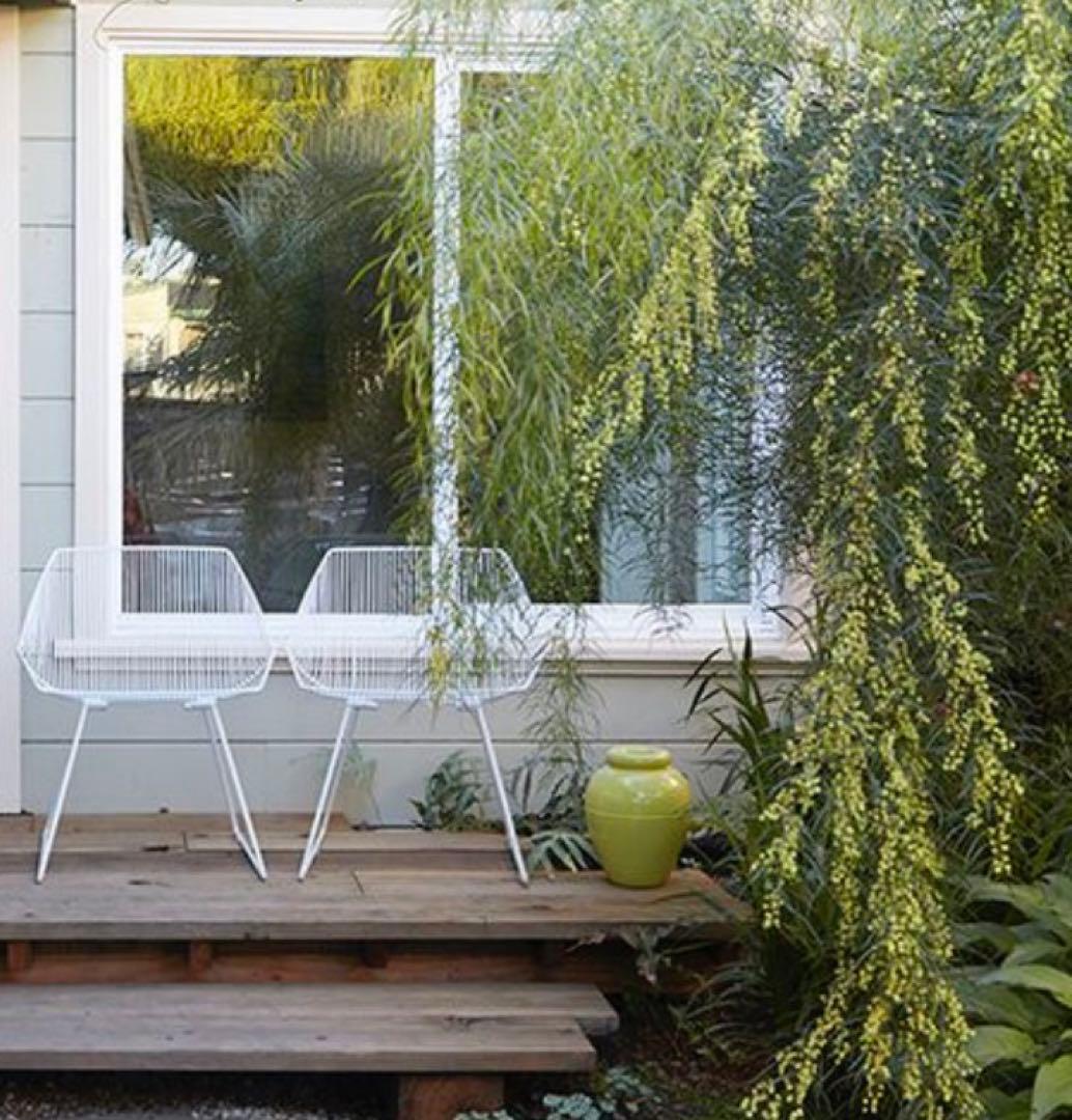 アカシア：フロリブンダ（ホワイトサローワトル・ヤナギバアカシア）140cm苗木