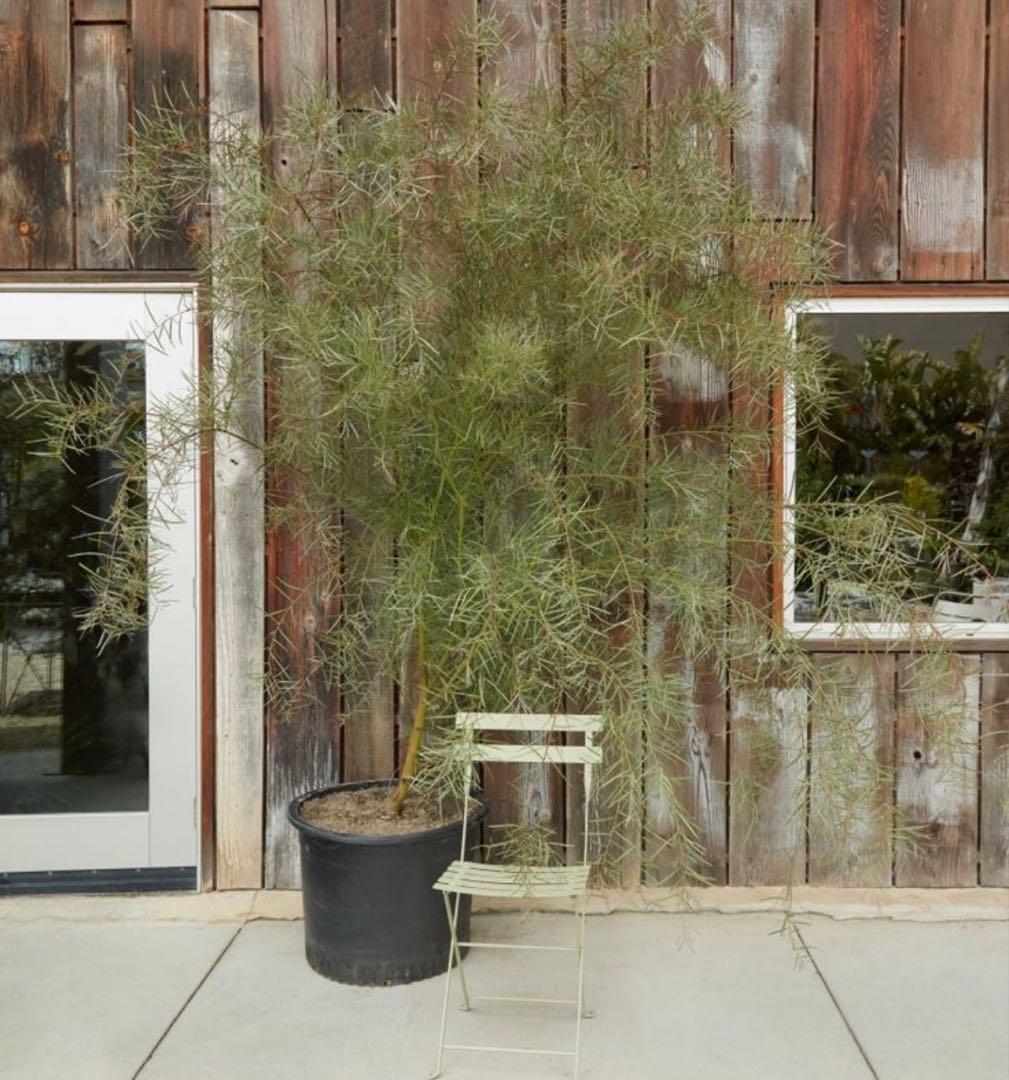 アカシア：フロリブンダ（ホワイトサローワトル・ヤナギバアカシア）140cm苗木