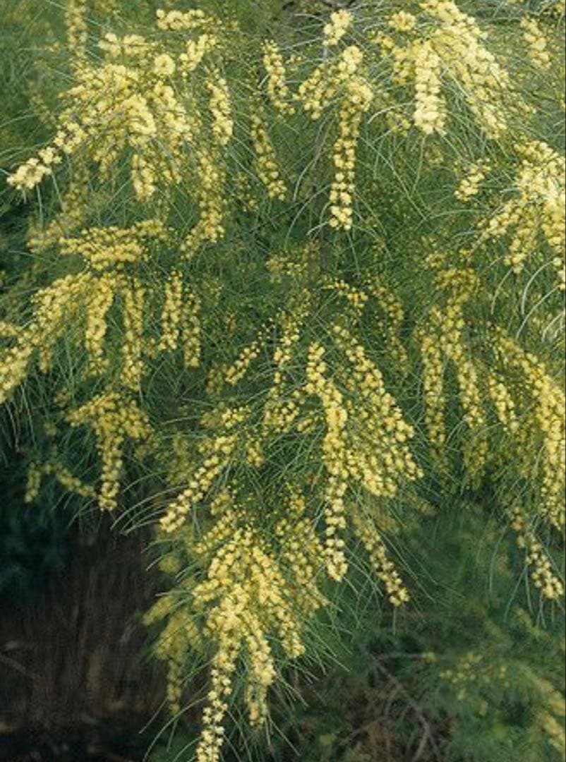 アカシア：フロリブンダ（ホワイトサローワトル・ヤナギバアカシア）140cm苗木