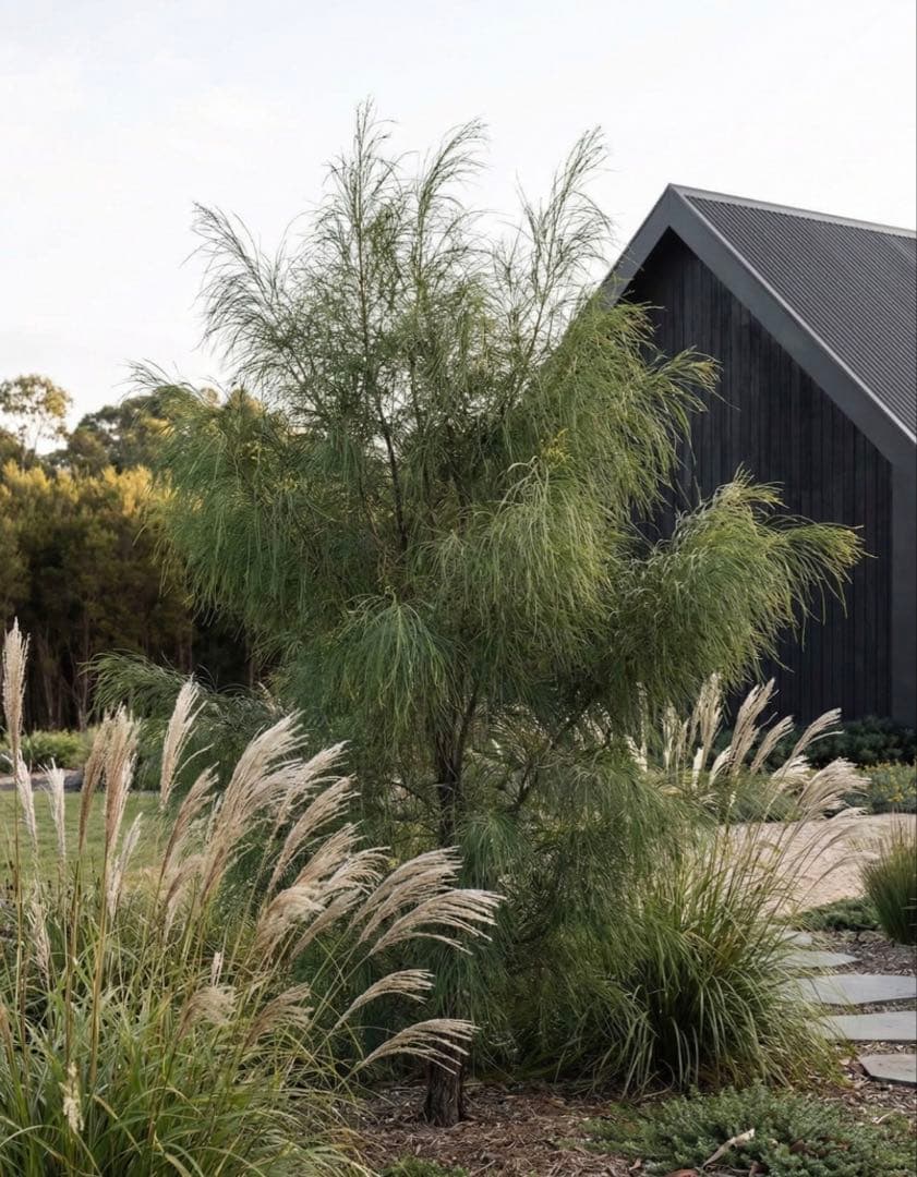 アカシア：フロリブンダ（ホワイトサローワトル・ヤナギバアカシア）140cm苗木