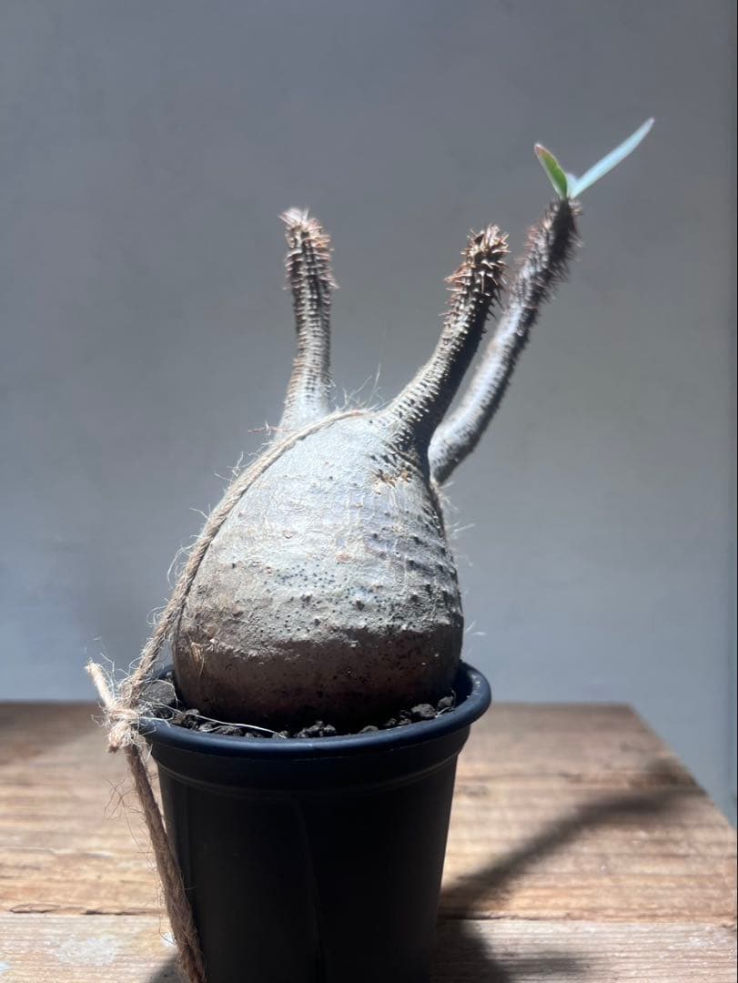 パキポディウム・グラキリス 【現地球・発根管理中】