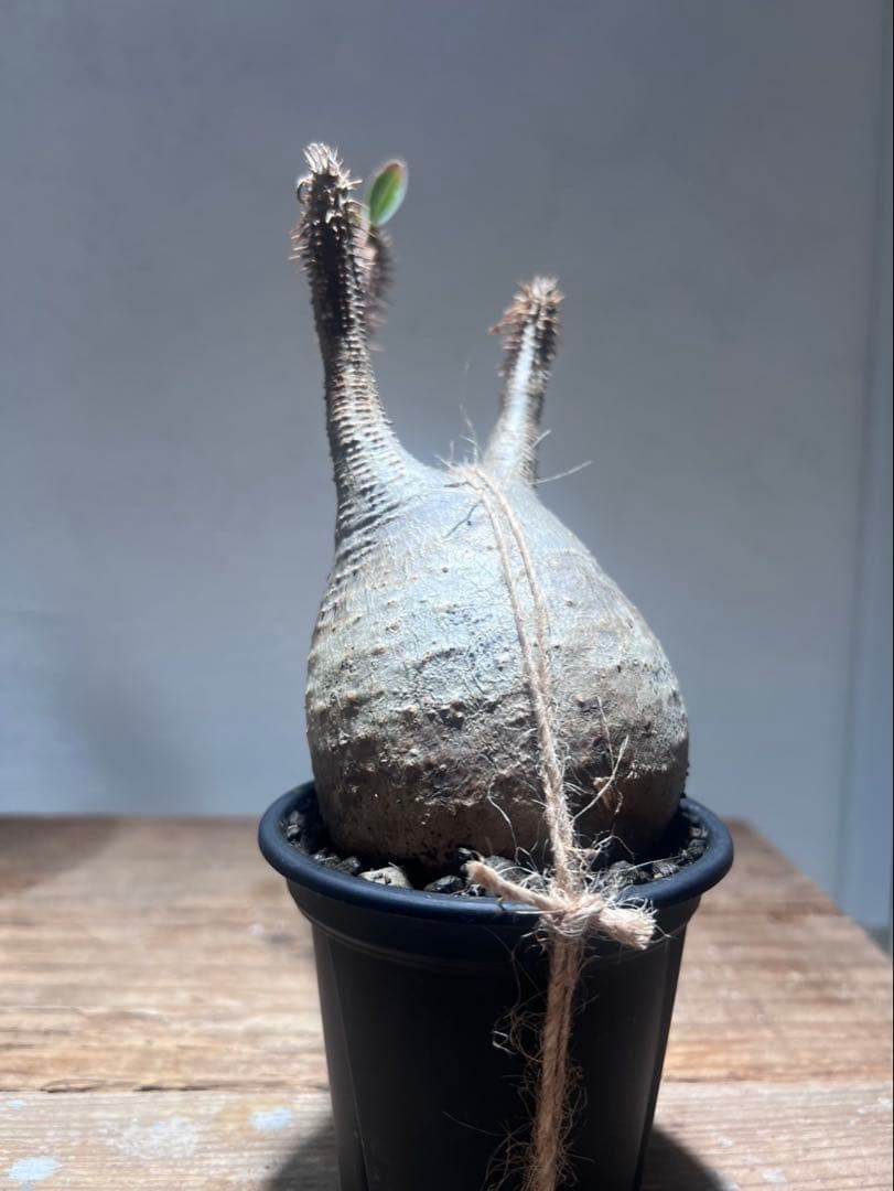 パキポディウム・グラキリス 【現地球・発根管理中】