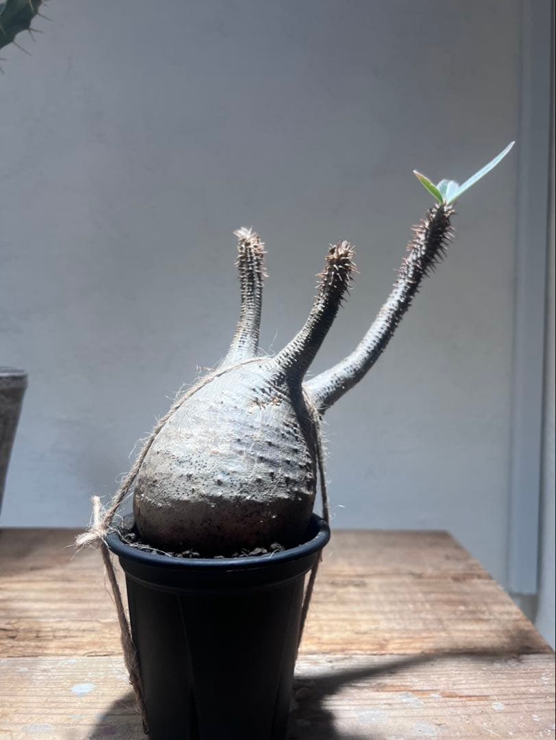 パキポディウム・グラキリス 【現地球・発根管理中】