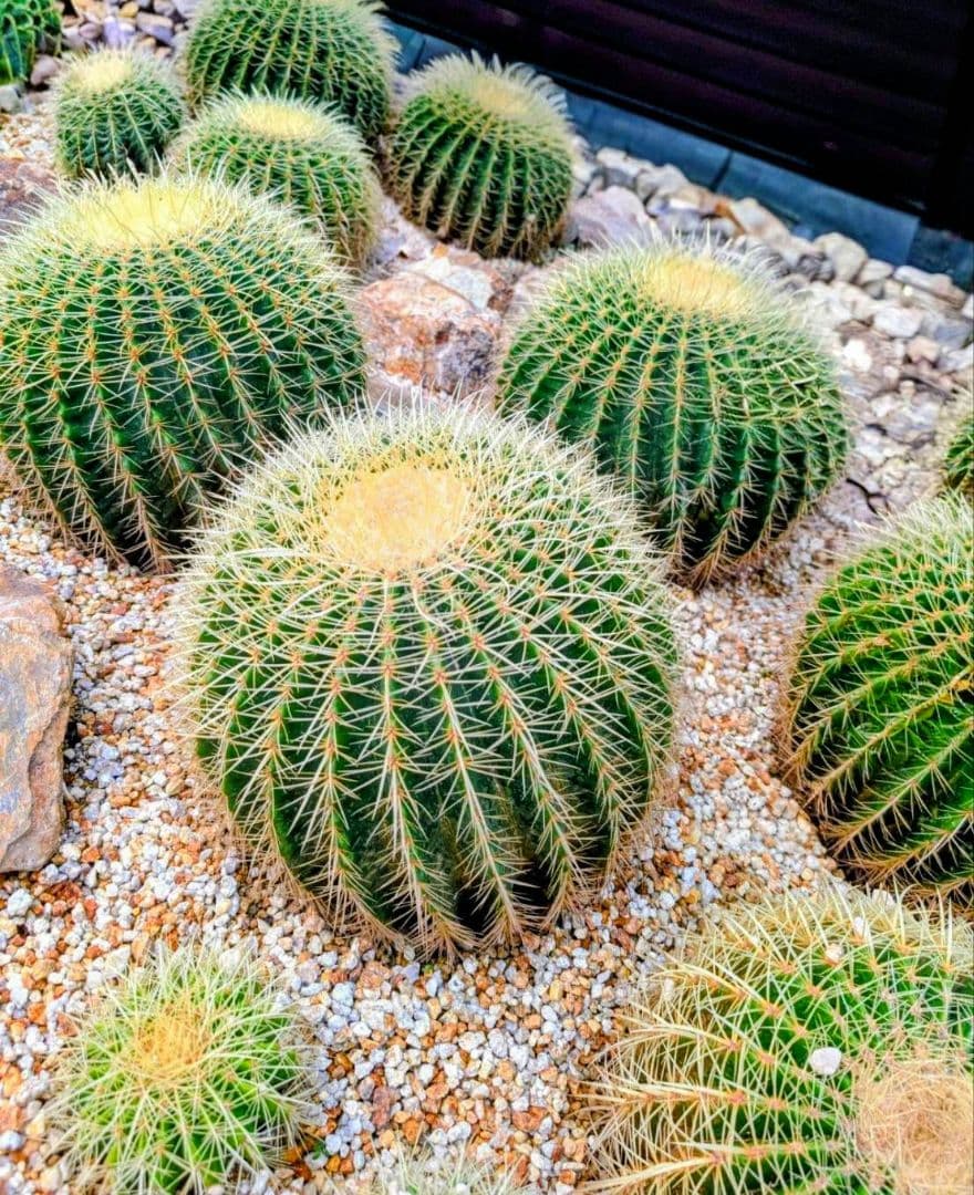 15号金鯱サボテン【2月最終値引き1万円】AB