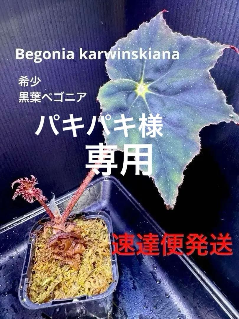 専用❣️Begonia karwinskiana ベゴニア カーウィンスキアナ