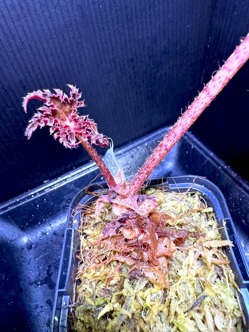専用❣️Begonia karwinskiana ベゴニア カーウィンスキアナ
