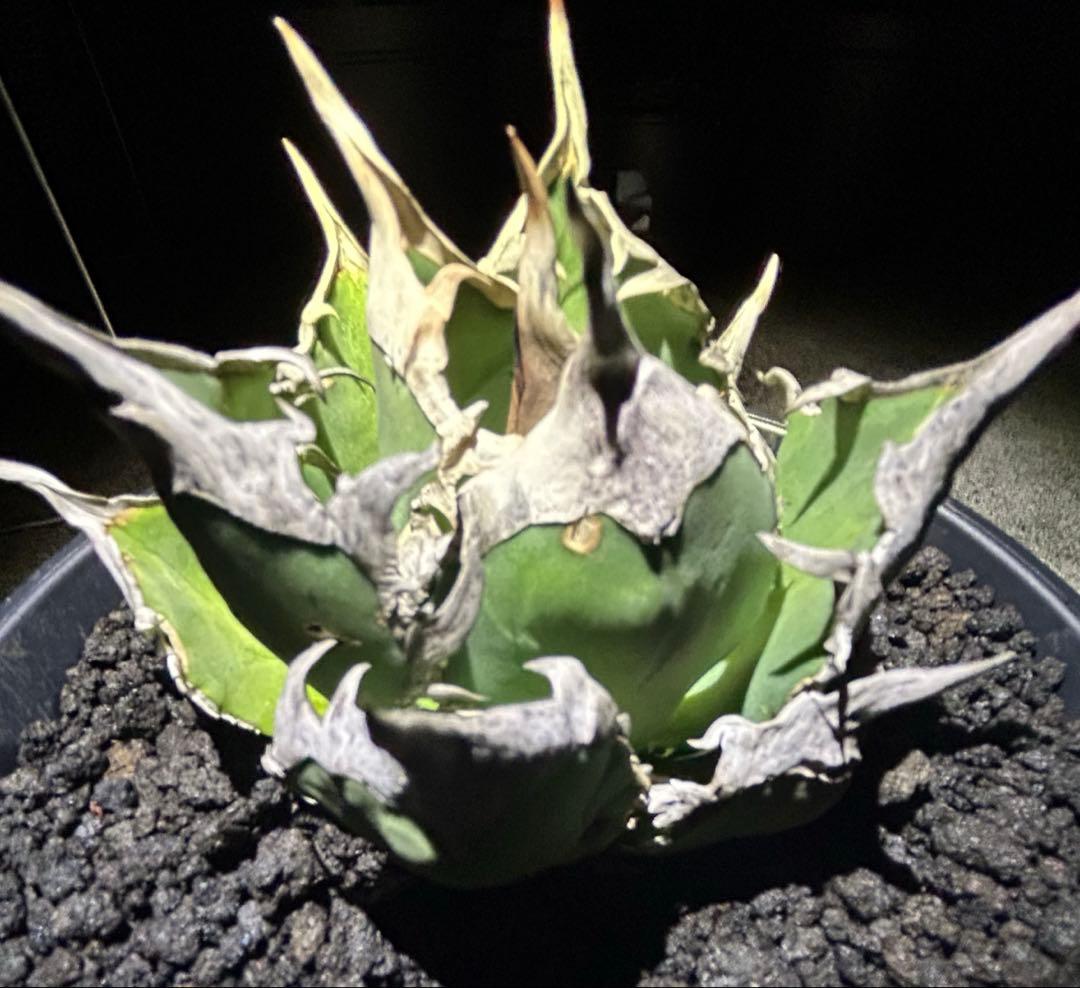 オテロイ現地実生 ぶつぶつ バンド厚いoaxaca oteroi コレクション