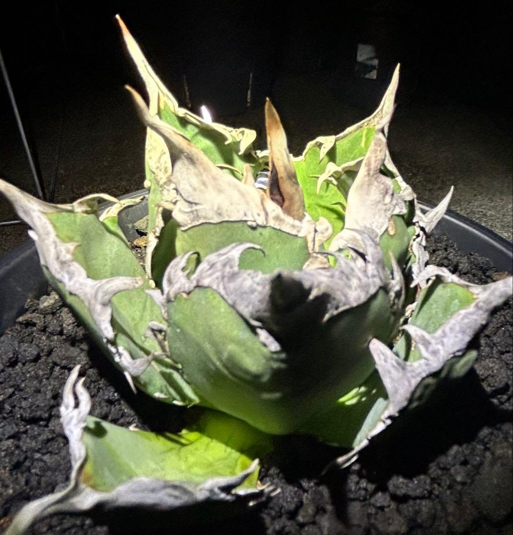 オテロイ現地実生 ぶつぶつ バンド厚いoaxaca oteroi コレクション