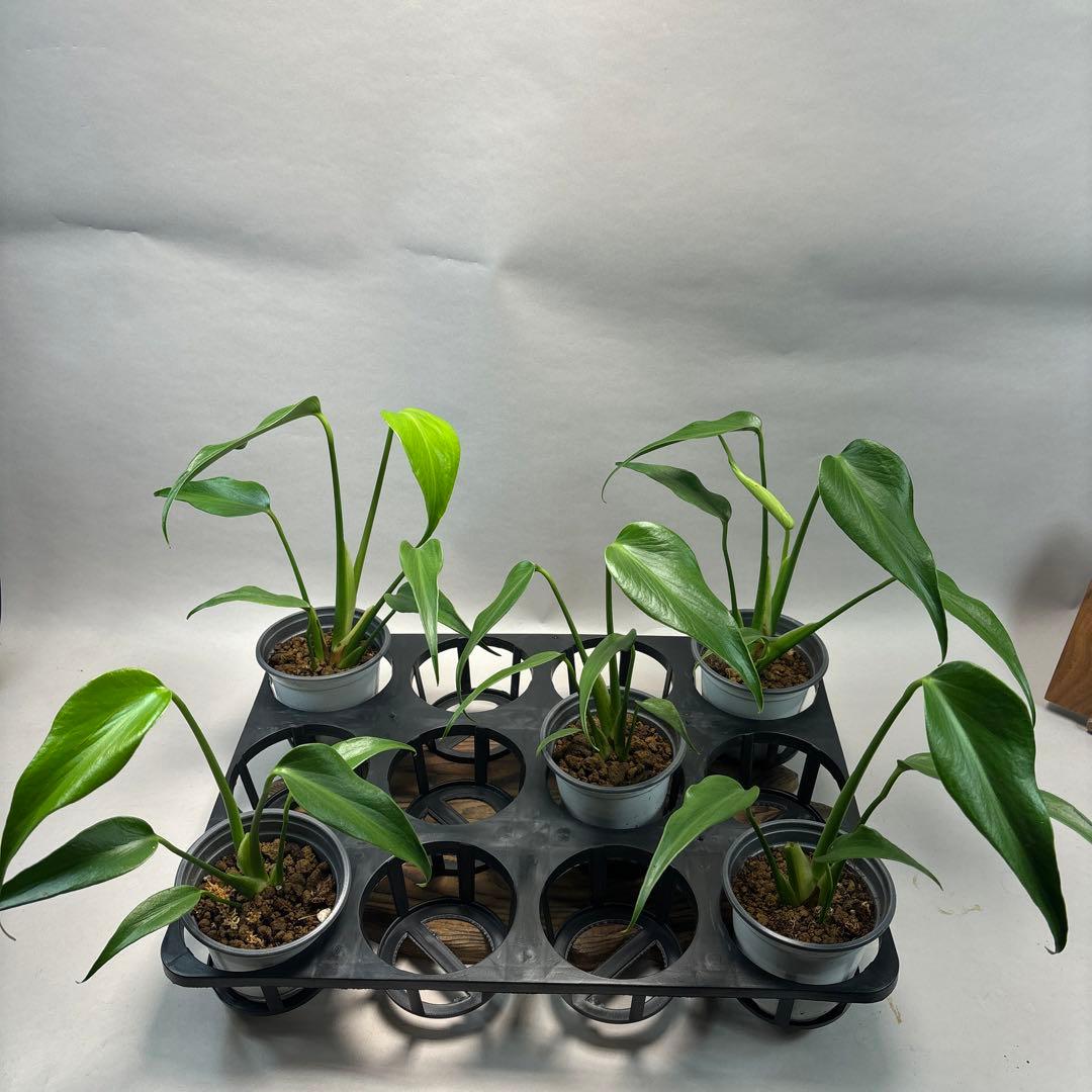 ケ*ン様 5株セットlsw660モンステラ バールマルクスフレーム