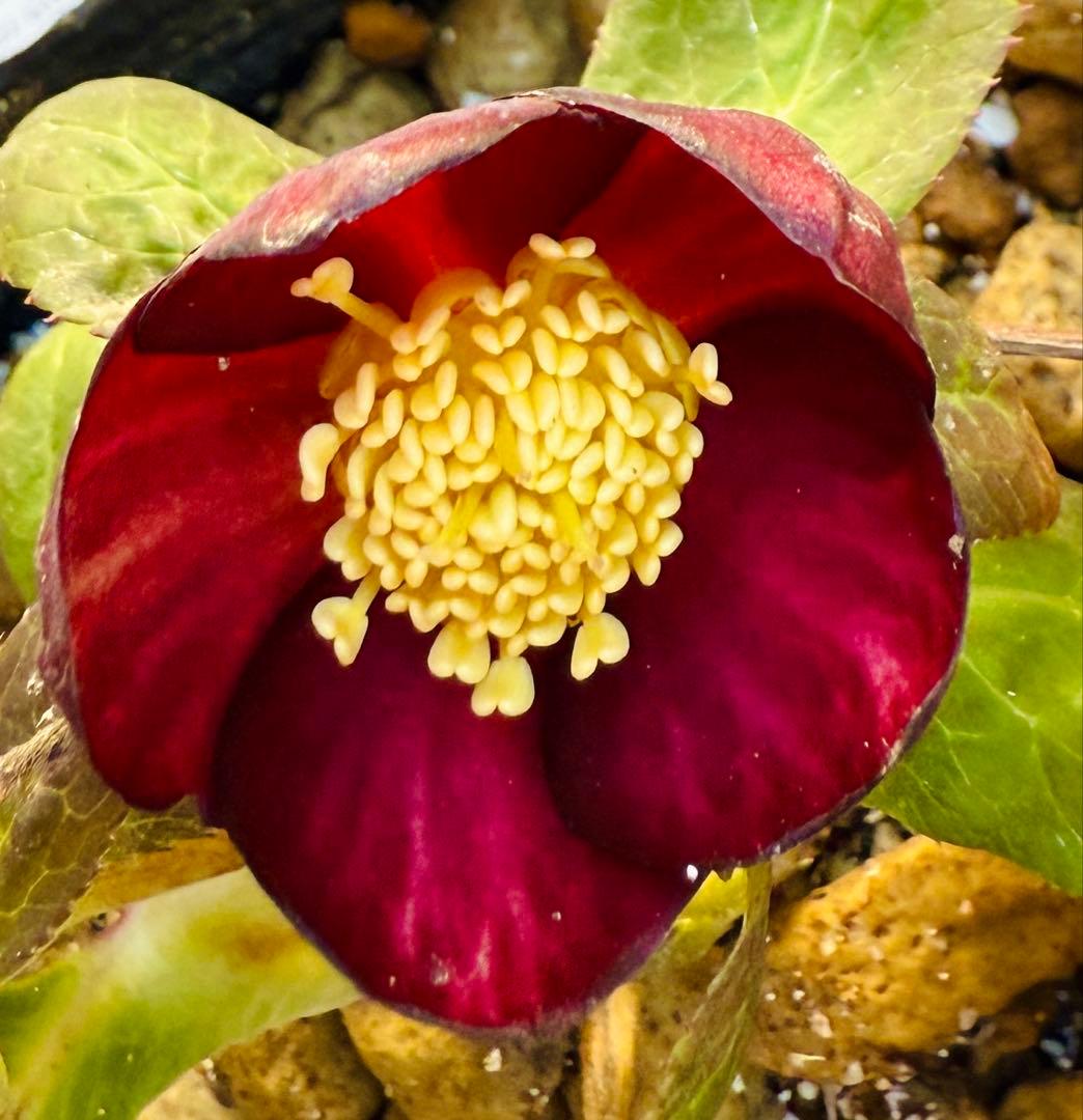 ★極上！希少！美しい丸弁、可愛いミスティークss深い紅★クリスマスローズ開花株