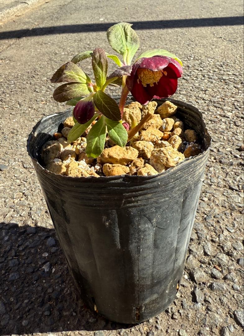 ★極上！希少！美しい丸弁、可愛いミスティークss深い紅★クリスマスローズ開花株