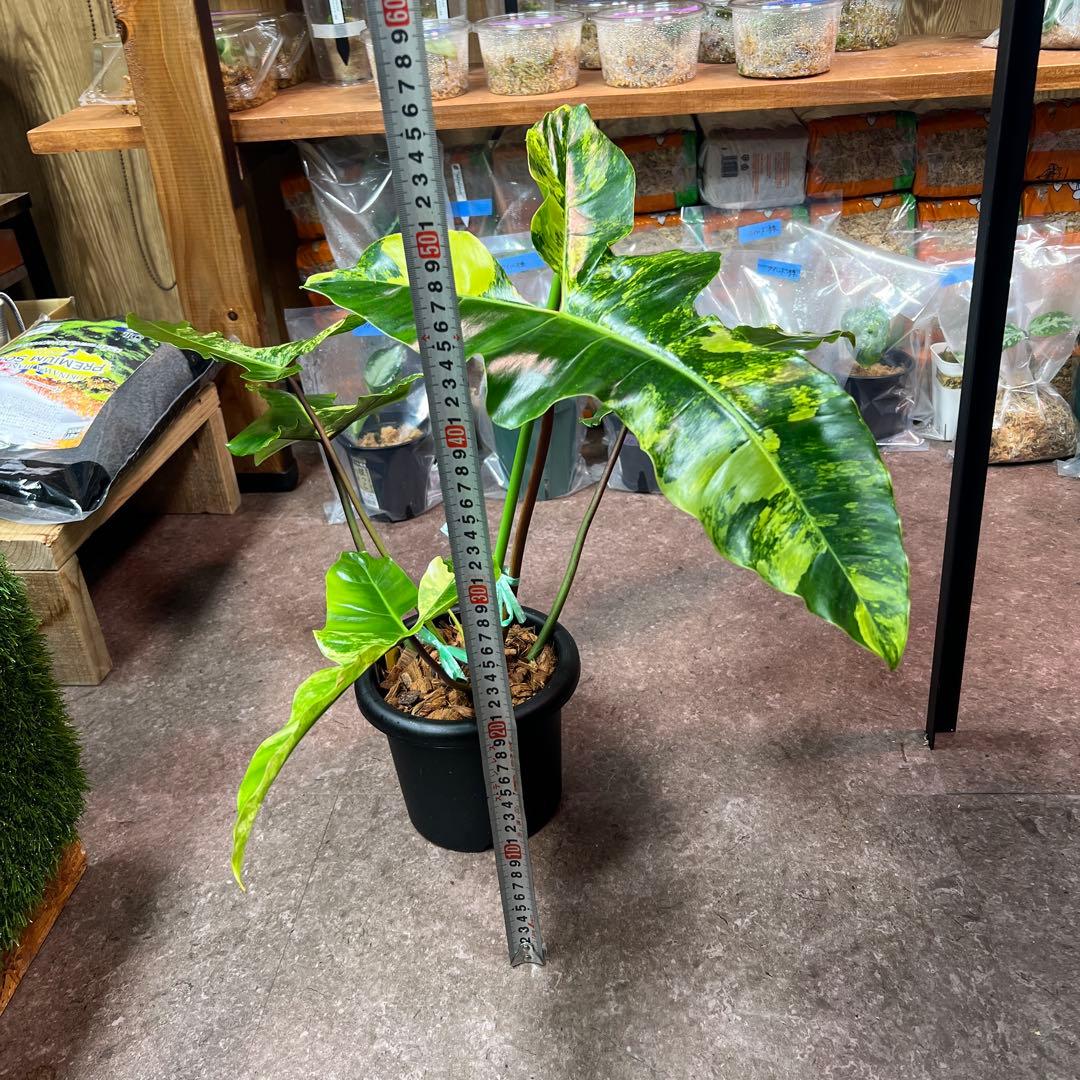 輸入株フィロデンドロン フロリダビューティー✖︎ビレッティアハイブリッド