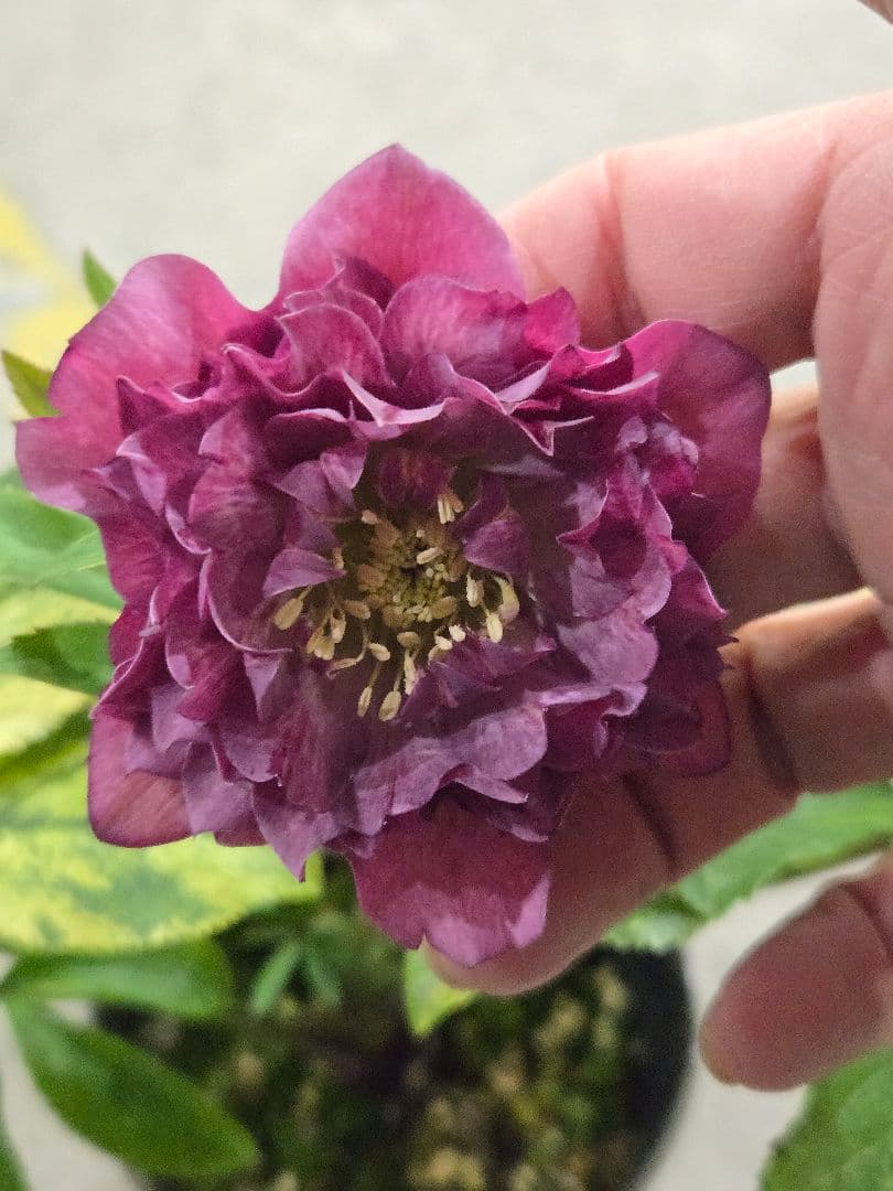 ☆クリスマスローズ☆多弁咲き☆班入り☆