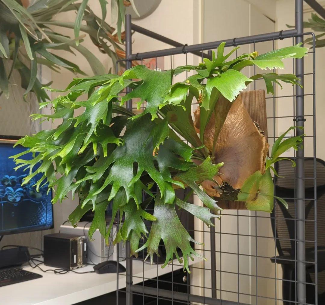 【Re】P.hillii RP spore