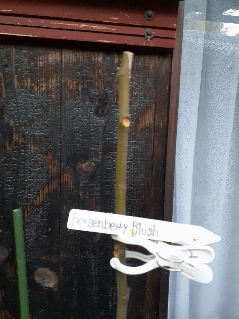 【専用】Amarcord(FDM)他 イチジク穂木