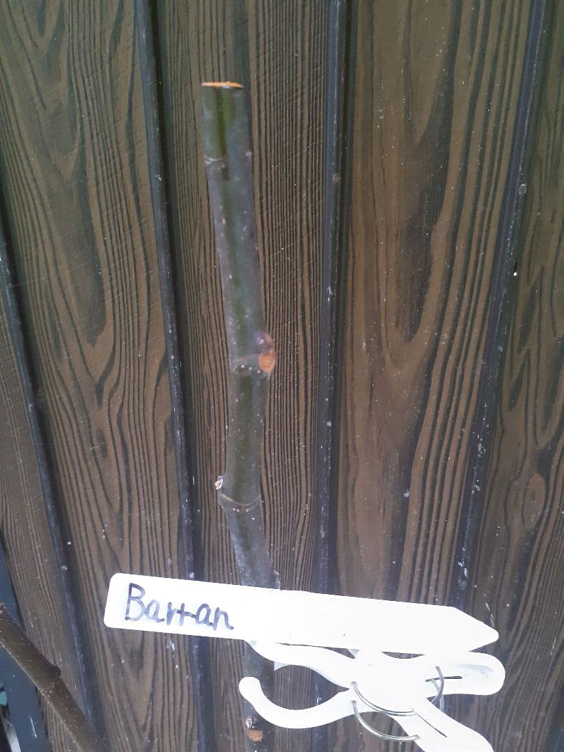 【専用】Amarcord(FDM)他 イチジク穂木