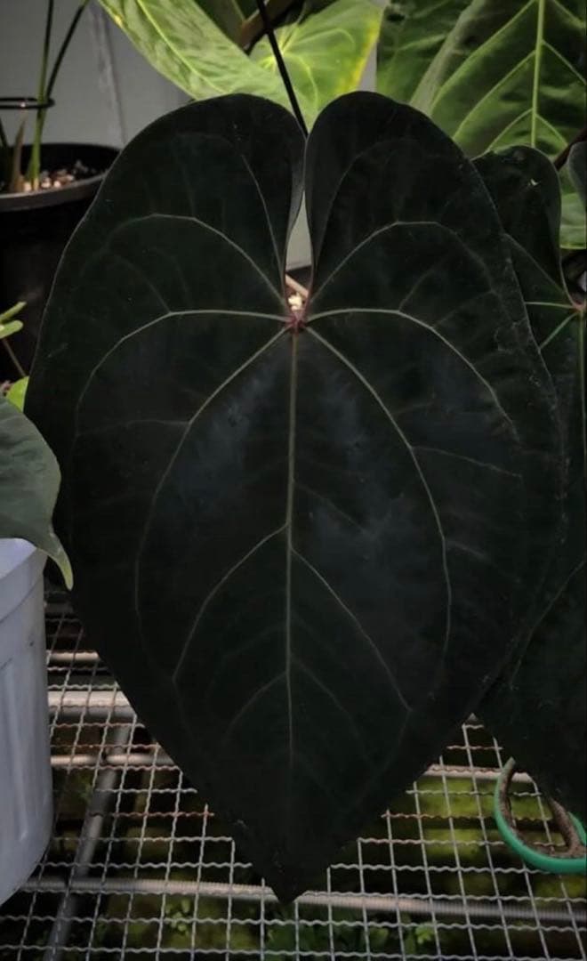 Anthurium Ace of Spades アンスリウム　エースオブスペード