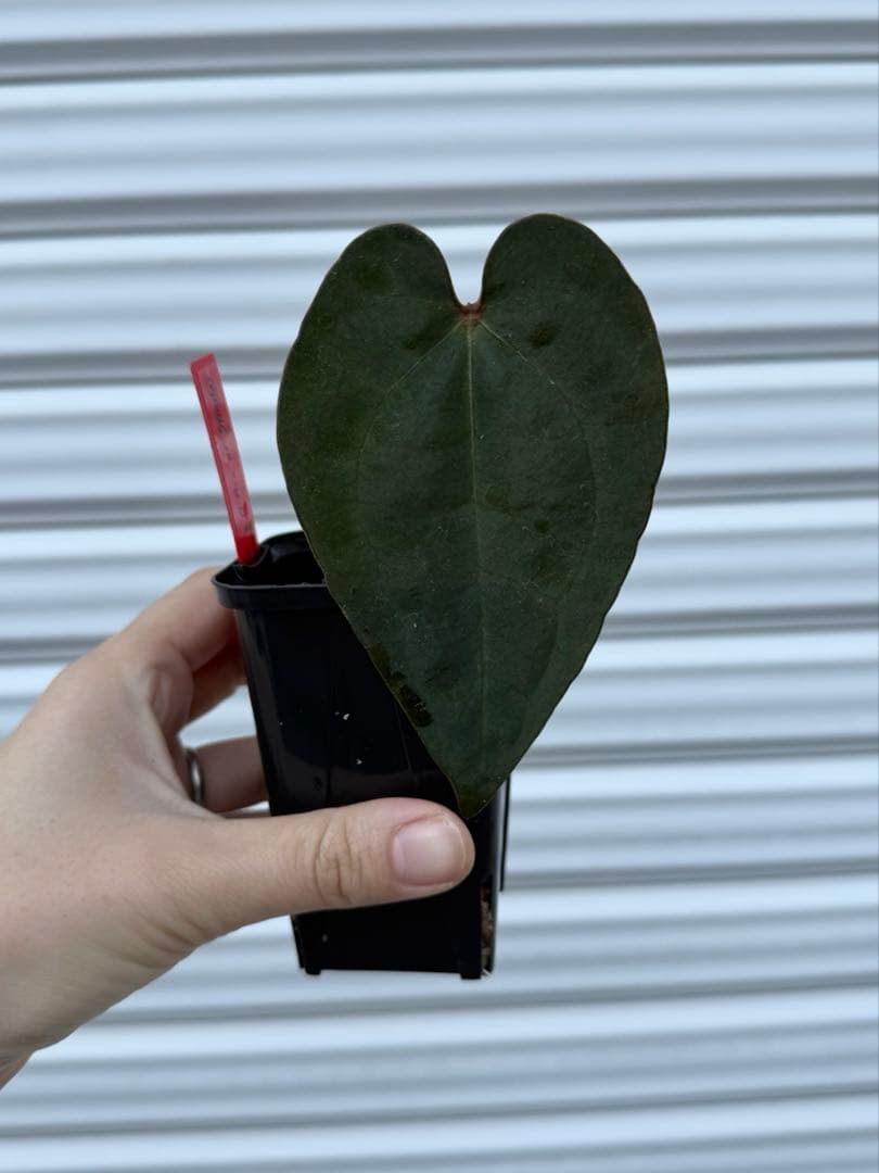 Anthurium Ace of Spades アンスリウム　エースオブスペード