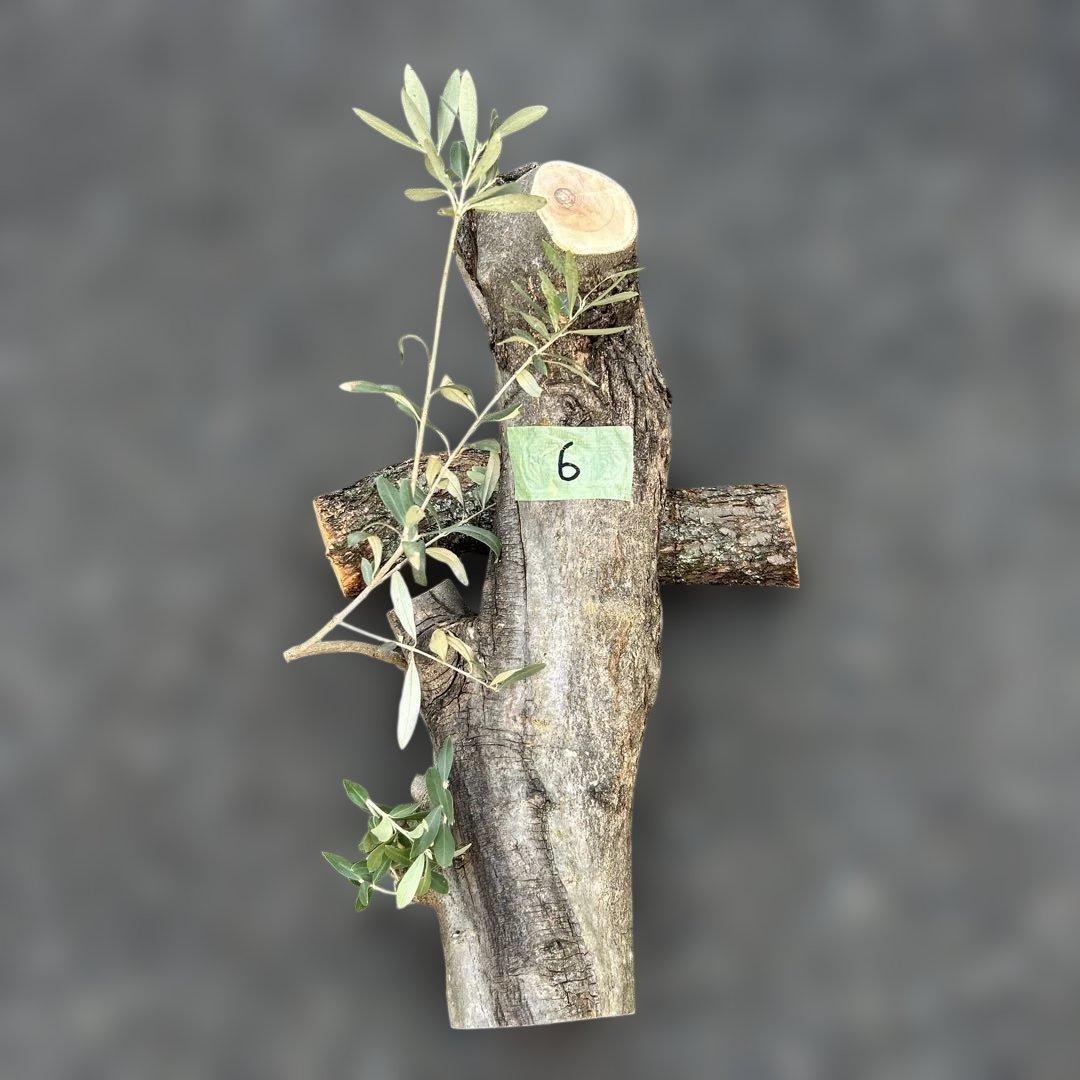 オリーブ　挿し木　太枝挿し木　盆栽