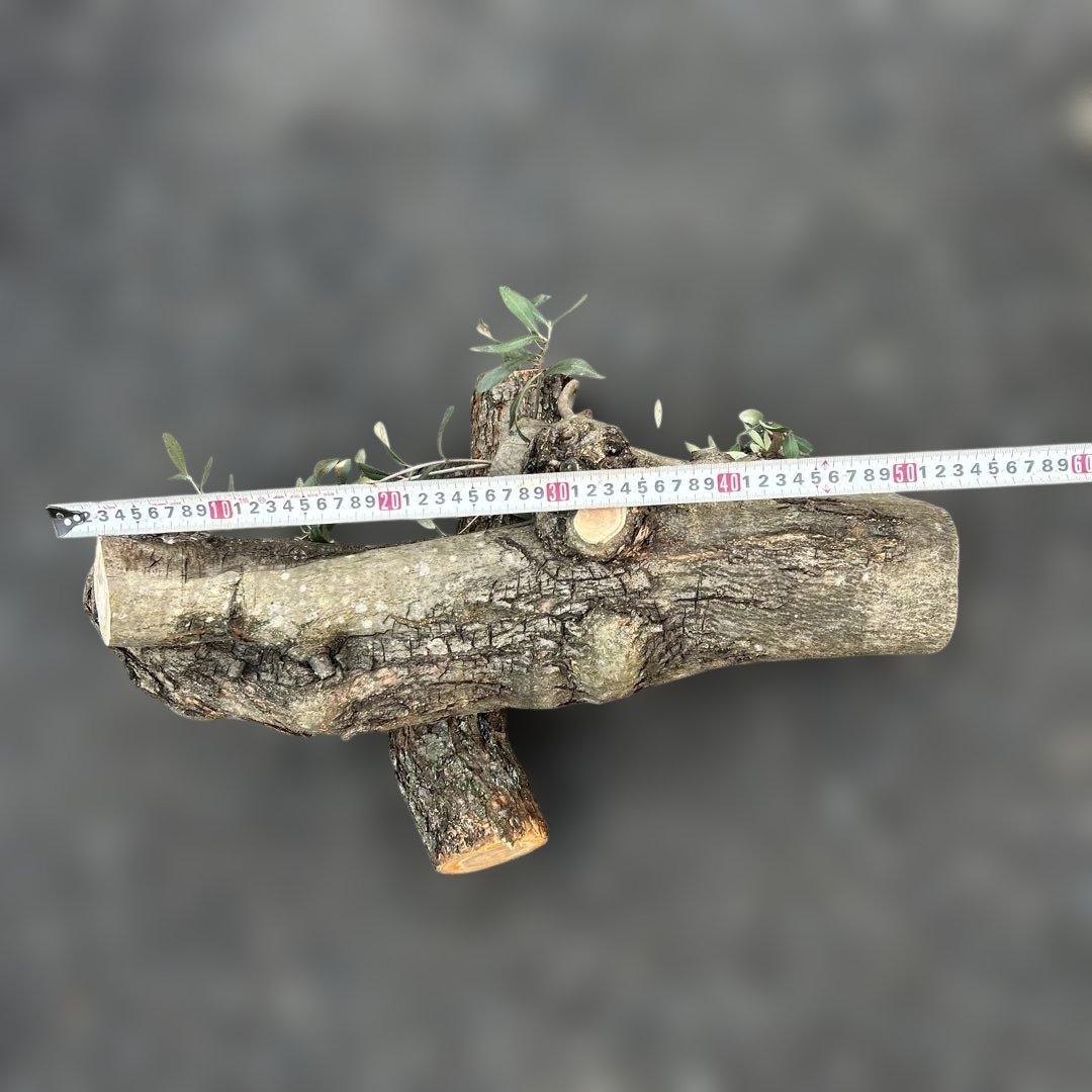 オリーブ　挿し木　太枝挿し木　盆栽