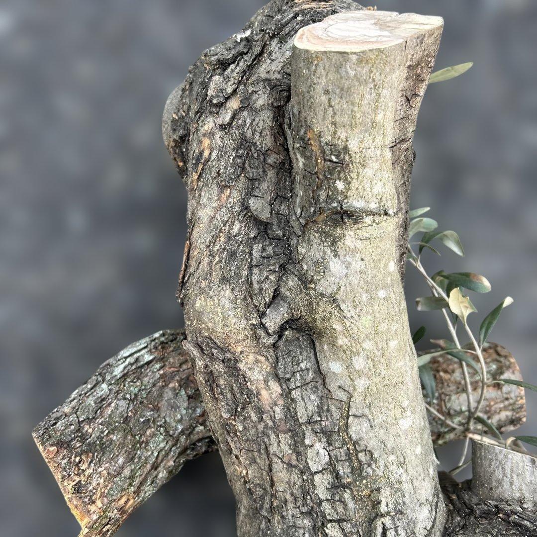 オリーブ　挿し木　太枝挿し木　盆栽