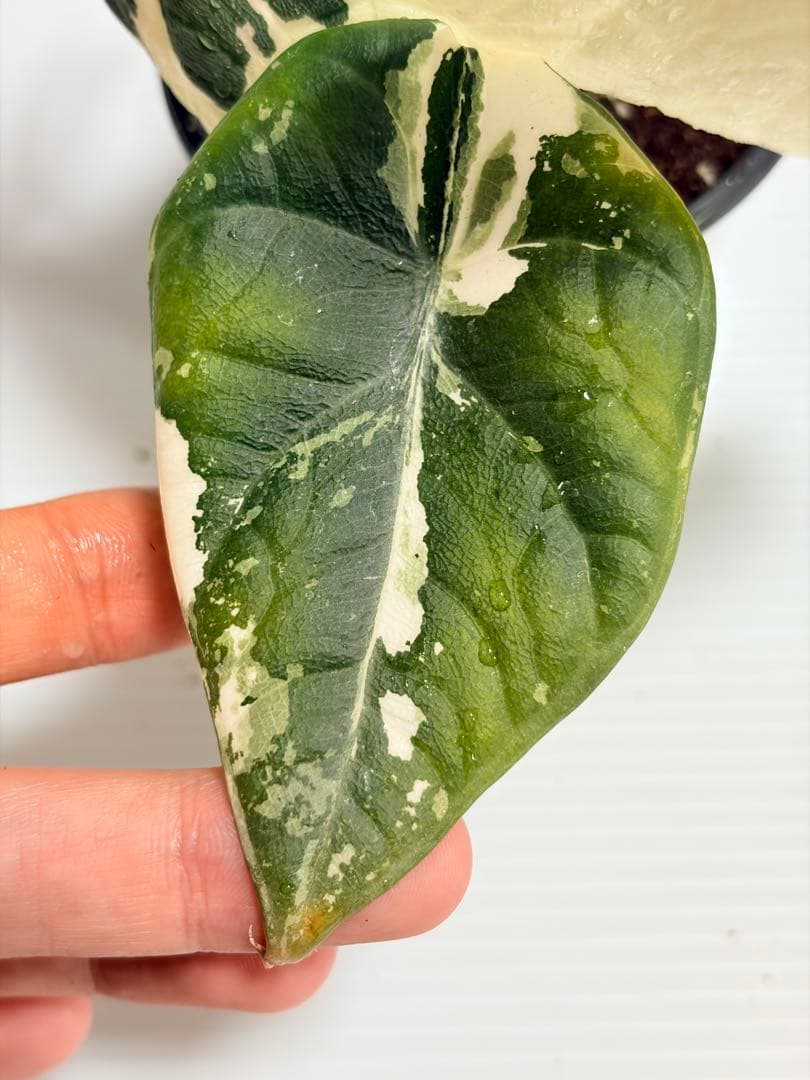 ☆超美斑☆アロカシア マハラニ アルボ