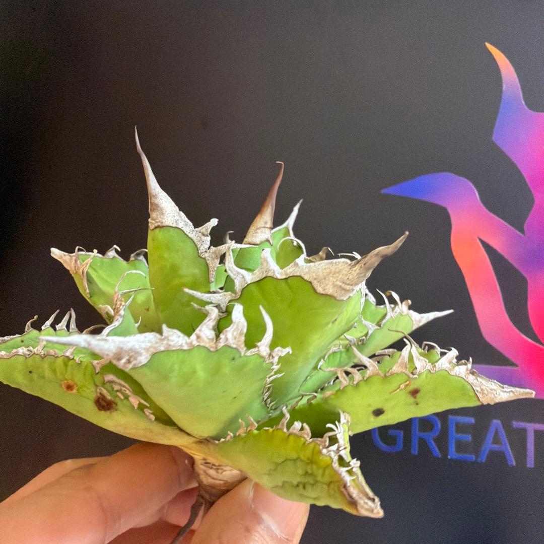 アガベ 黒姫　ハイブリッド