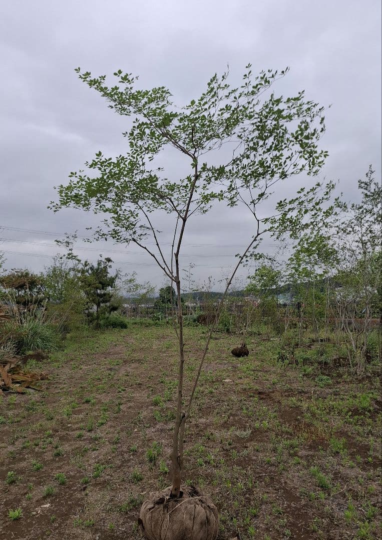 ドウダンツツジ ――株立ち 雑木 自然樹形 アオダモ アオハダ ――