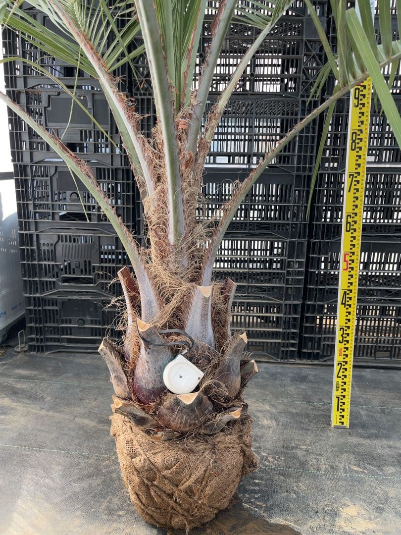 ココスヤシ 幹極太　シルバーリーフ　極上の品　即戦力　シンボルツリー