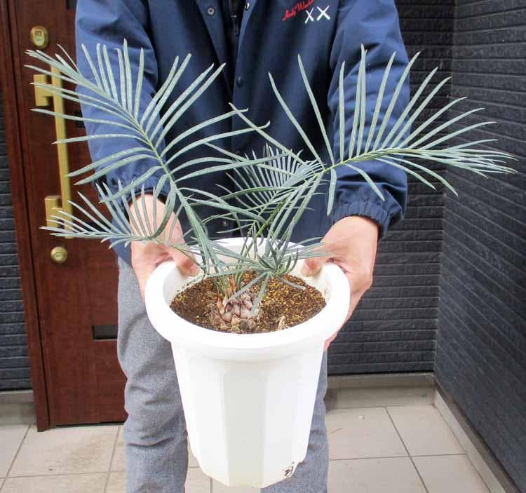 【現品】サイカス・カイルンシアナ 　8号鉢　N8番