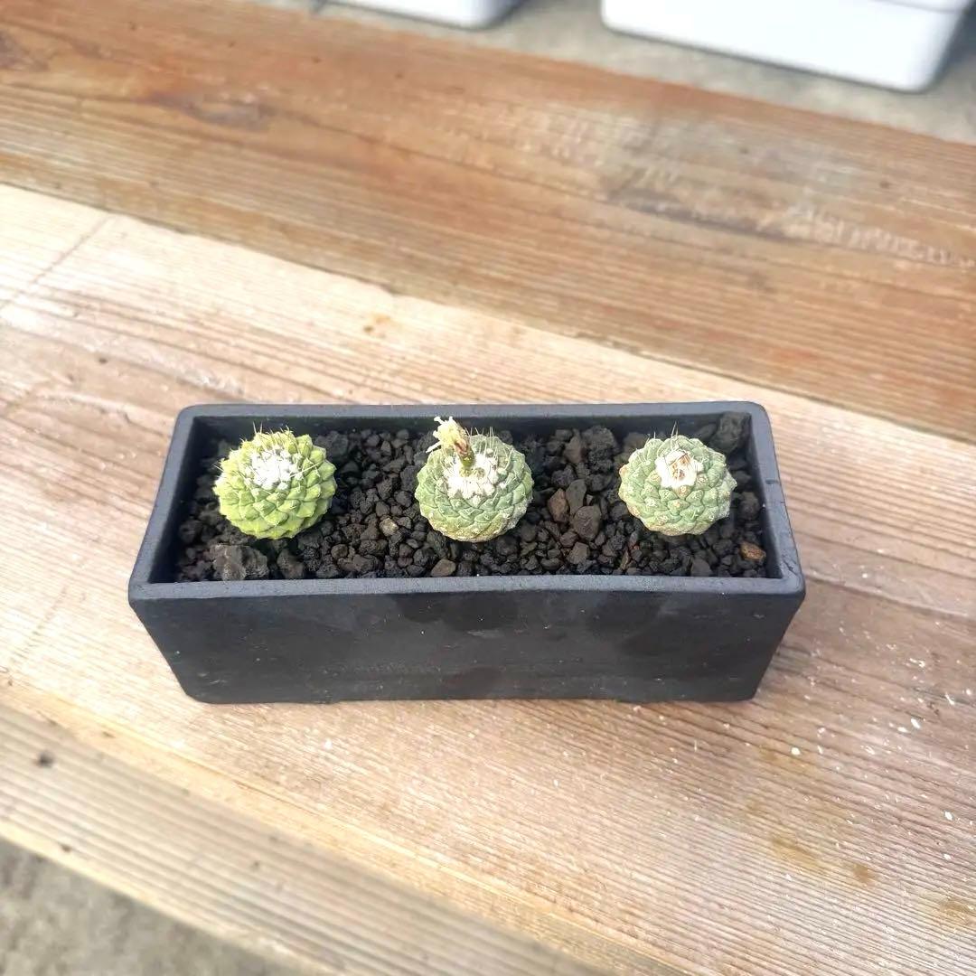 【３株】菊水 ストロンボカクタス