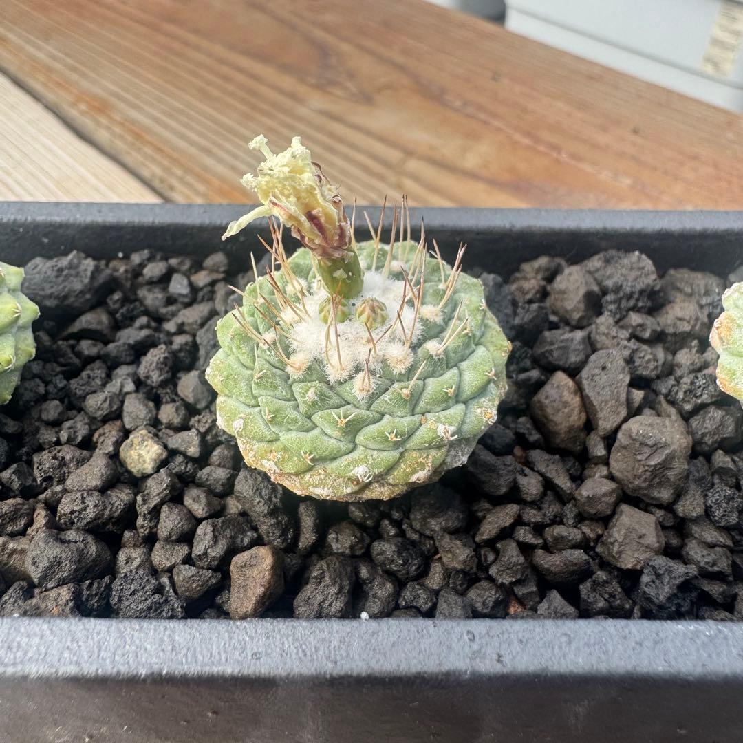 【３株】菊水 ストロンボカクタス