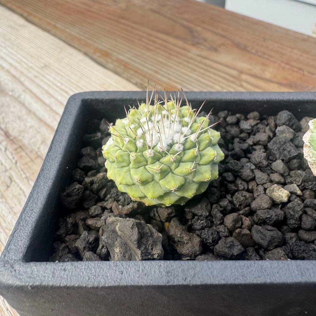 【３株】菊水 ストロンボカクタス