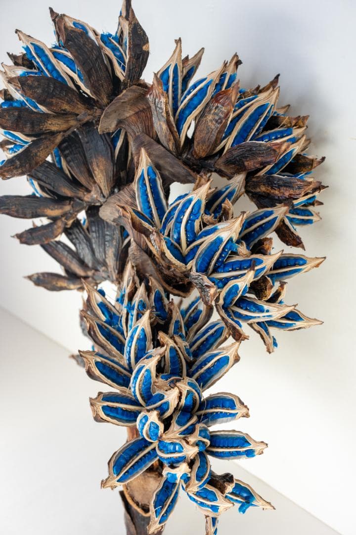 タビビトノキ 青い種 1 旅人の木 オオギバショウ 丸ごと 種子