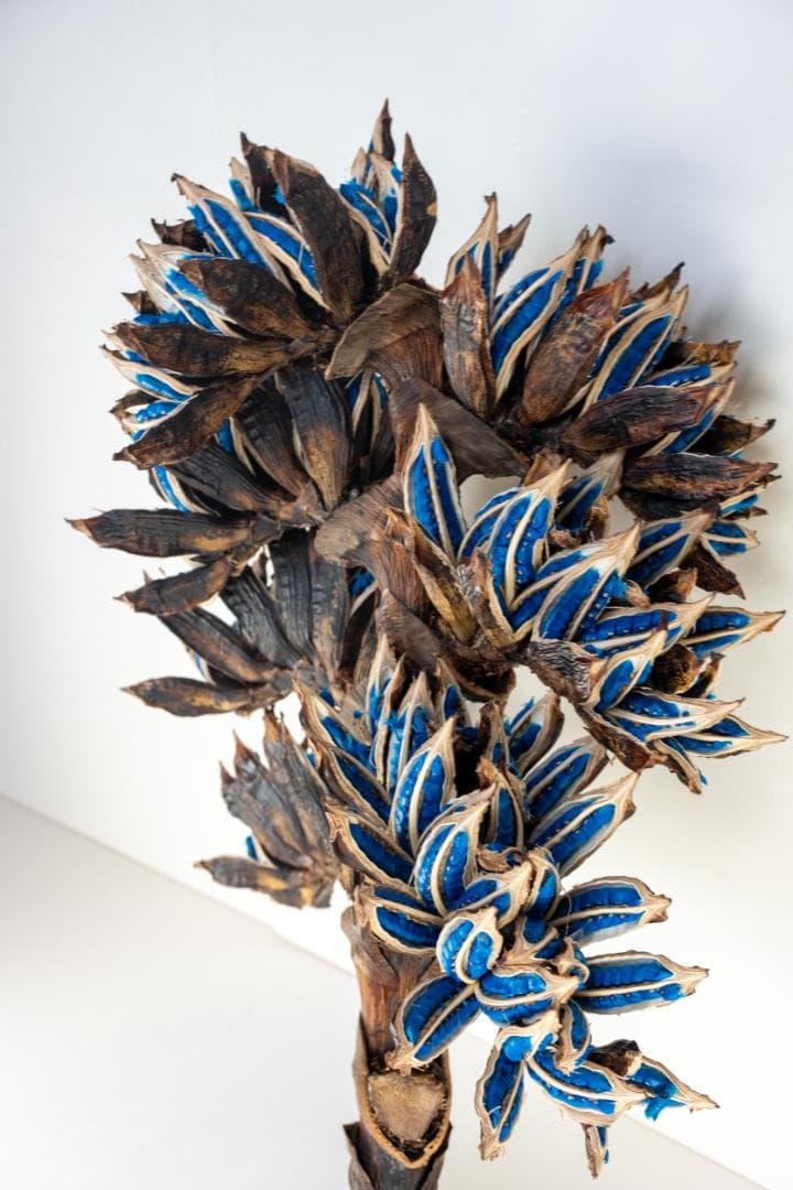 タビビトノキ 青い種 1 旅人の木 オオギバショウ 丸ごと 種子