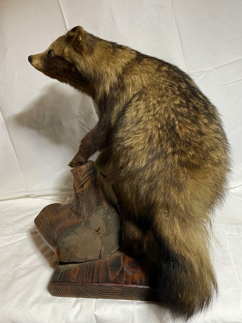 秀ちゃん　タヌキ剥製 木製台座付き