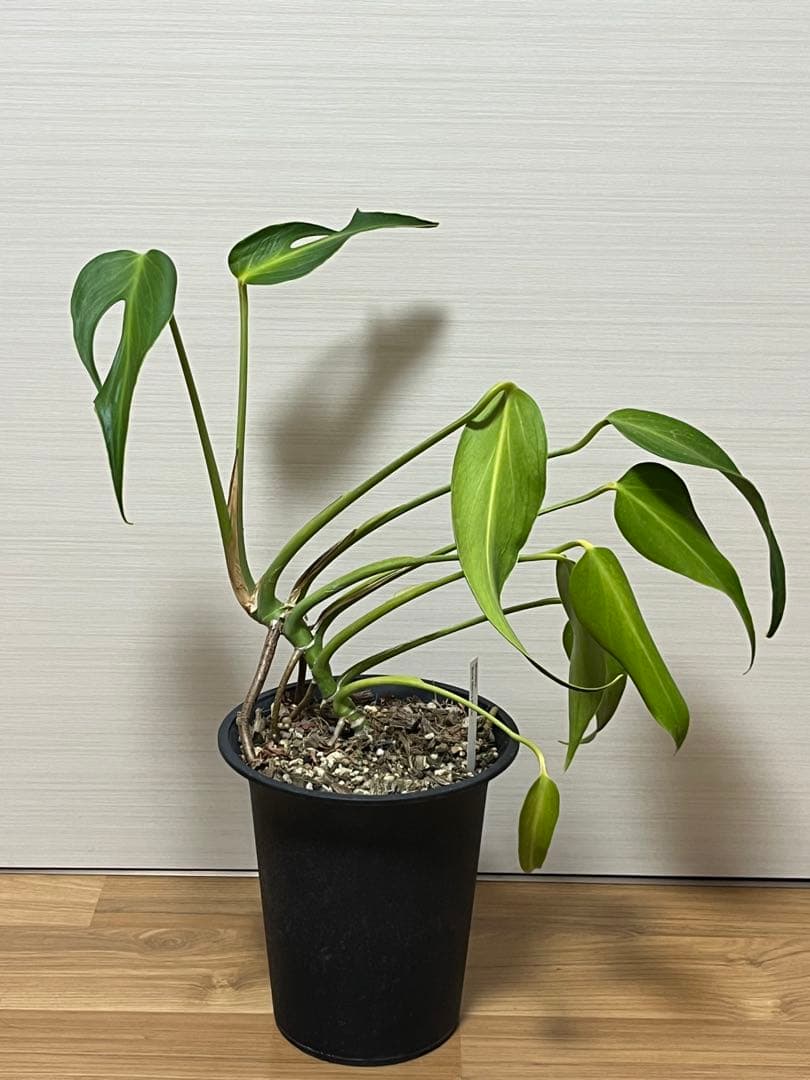 【コレクション株】モンステラ バールマルクスフレーム　6号鉢