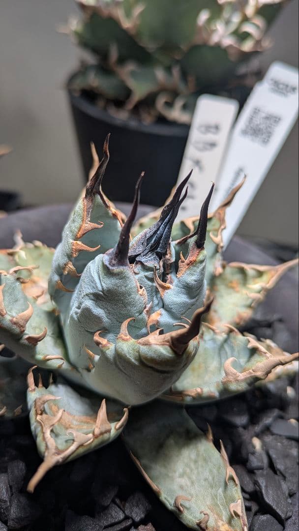 【唯一無二】アガベ　ハイブリッド　エボリスピナ×BB カクタスグリーン　①