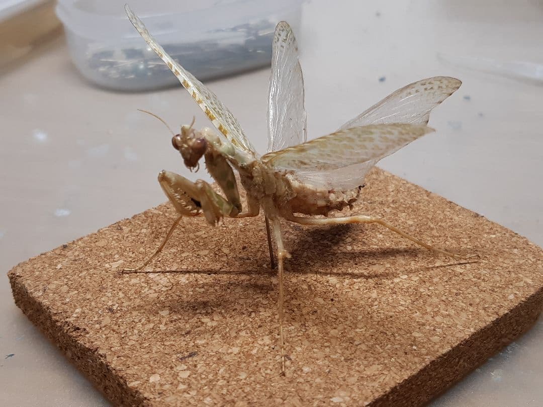 アザミカマキリ雄　立体標本