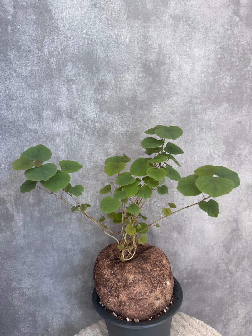 【超特大/美株】ステファニア・ベノサ 塊根幅15cm 発根済 コーデックス