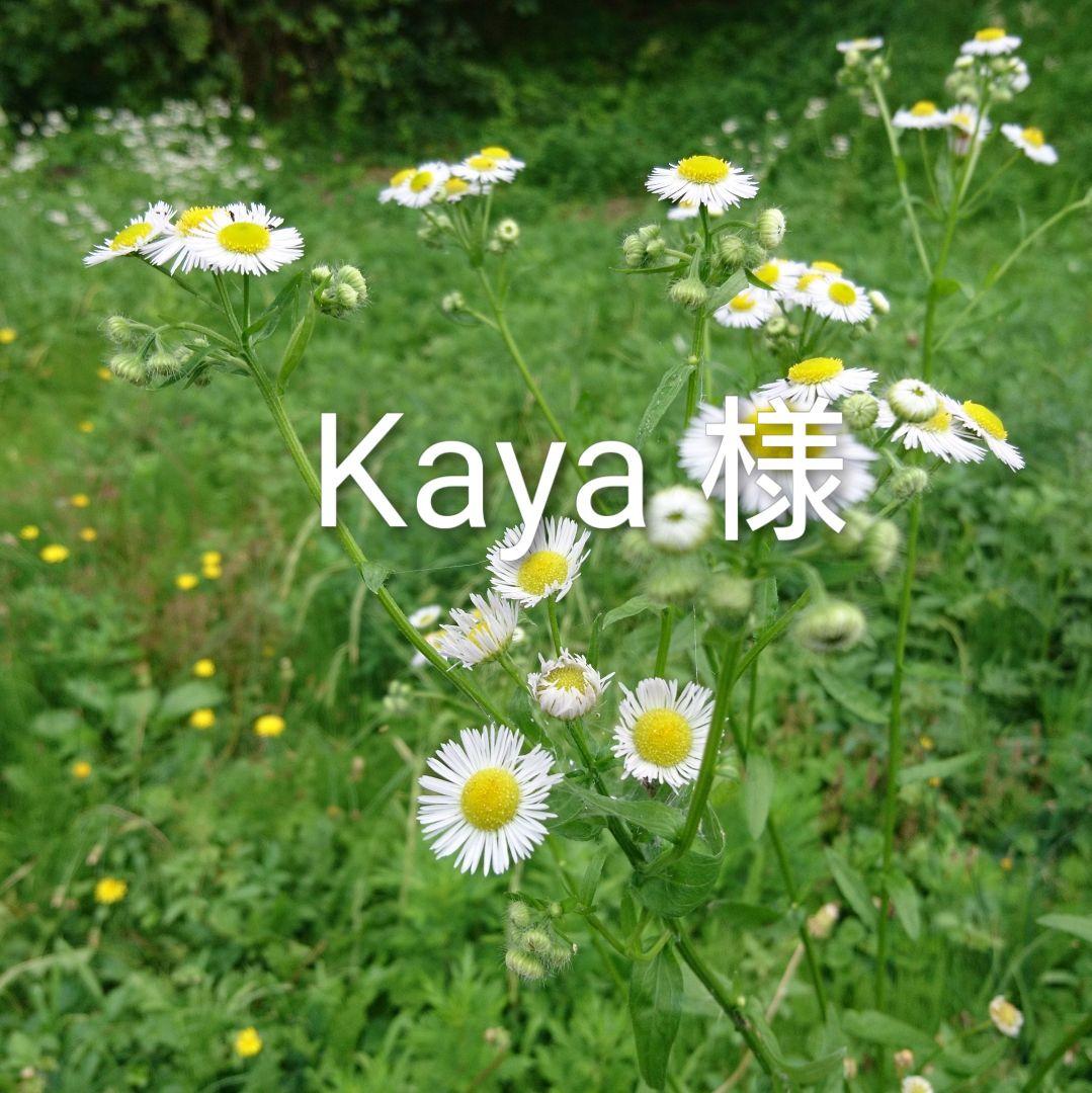 【14kgf】オブシディアンのピアス（チャーム）