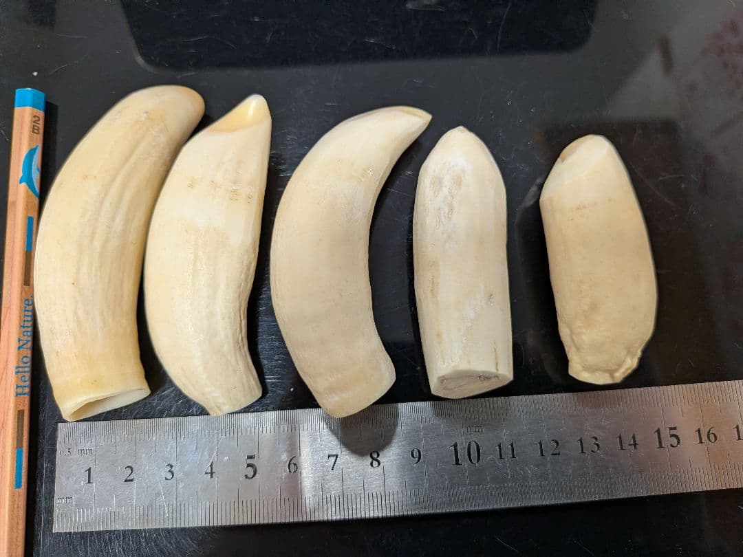 マッコウ鯨歯　本物小サイズ 亀本ページ