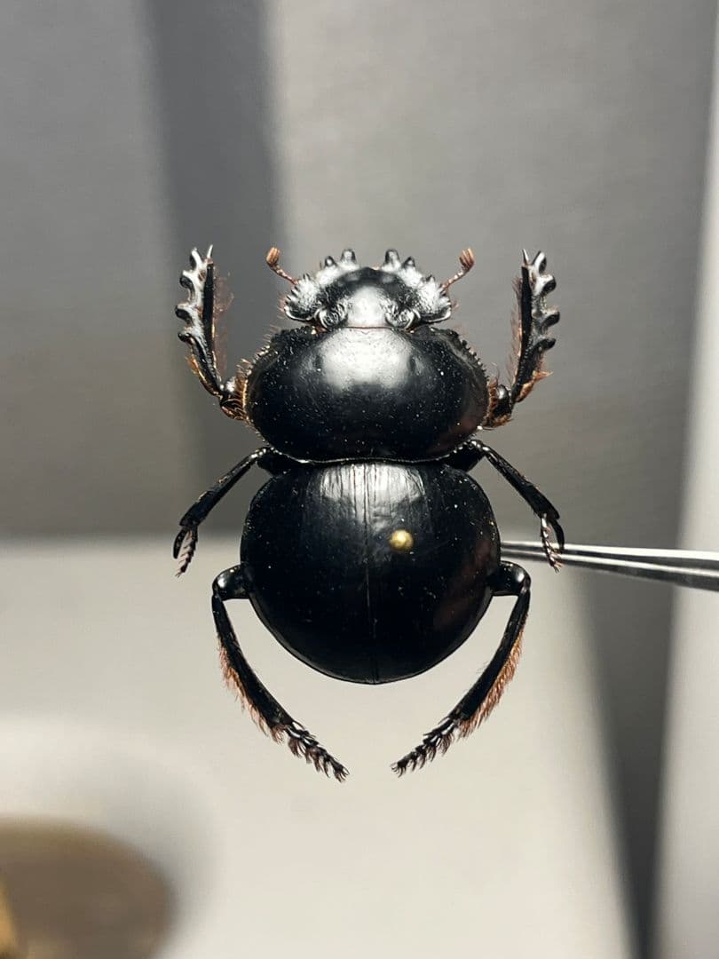 【27mm♀】クモガタタマオシコガネに酷似のPachysomaフンチュウ標本